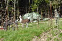 05.05.2016-5-Tage-Bubentour-ins-Erzgebirge-054_wm