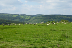 26.05.2017-Papatagstour-ins-Erzgebirge-65_wm