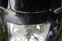 28.05.2017-Papatagstour-ins-Erzgebirge-05_wm